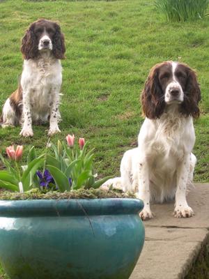 Tilly, front, with her sister Teasel