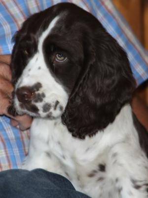 BItch puppy from 2012 litter