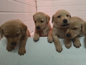 yellow puppies