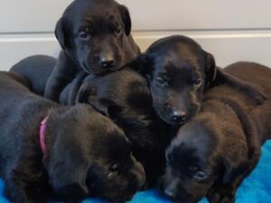 The black puppies