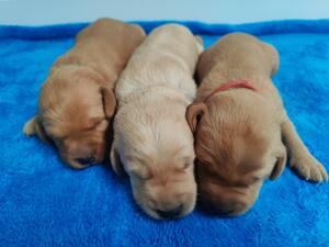 Male puppies