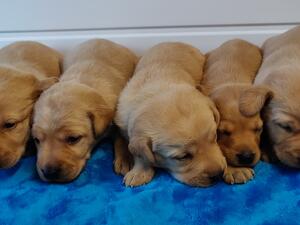 The yellow puppies