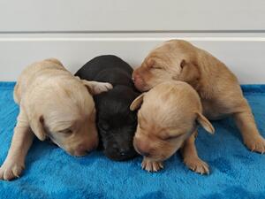 Male Puppies