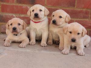 Four little boys