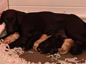 Opal and puppies