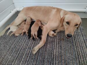 Spinel and puppies