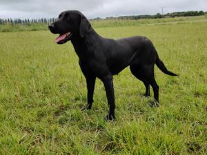 Onyx in the field