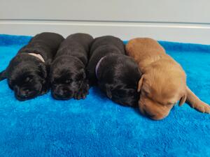 Female Puppies