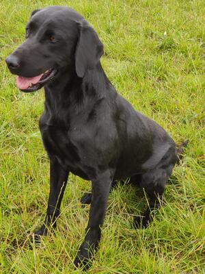 Onyx at 3 years