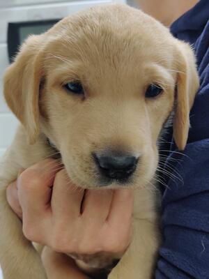 Puppy