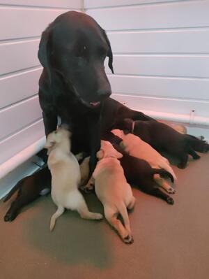 Onyx and her puppies