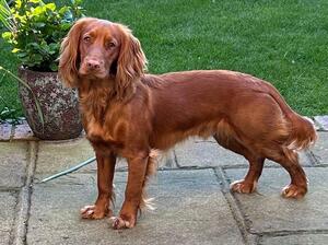 DOG PUP 23 ALL GROWN UP