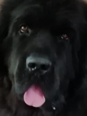 Phoebe