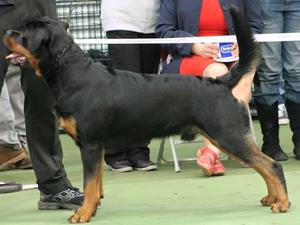 Abraham at Crufts 2015