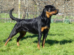 Wilma