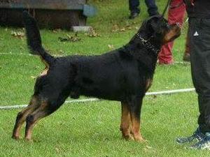 Abraham 2 years