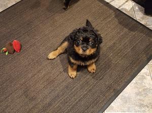 Male pup