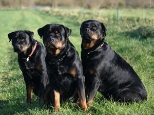Daphne, Billy and Sky