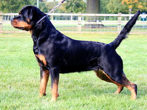 Maggie