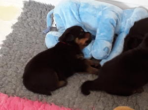 BAMABEL PUP
