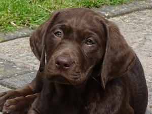 Tula as a pup