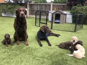 Puppies with Mum and Nan