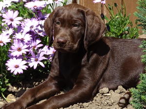 Tula as a pup