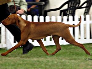 Bournemouth Championship Show 2011