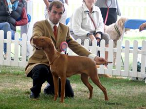 Puppy Group 4 Bournemouth Championship Show