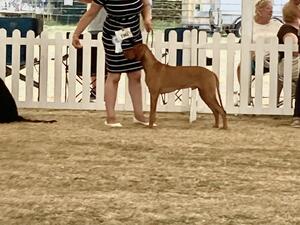 BPIB Bournemouth Champ Show