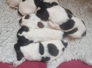 Puppies at 2 weeks