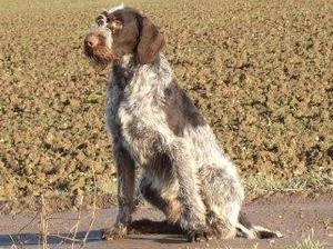 Sire -Thomas