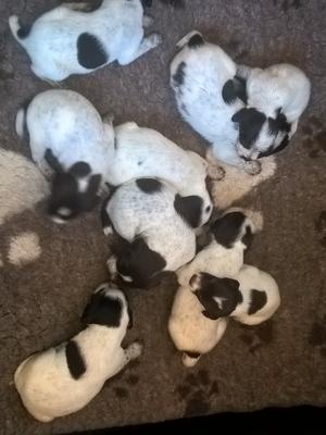 GWP Puppies