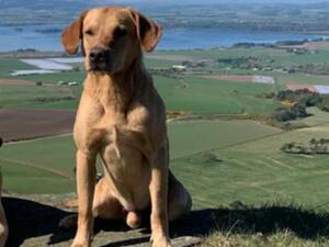 Ace the Sire