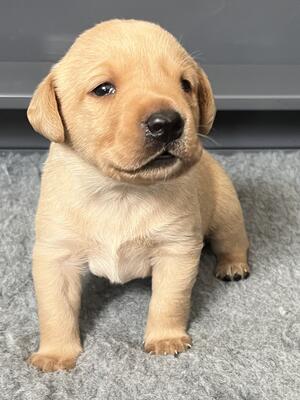 21day old pup from her current litter