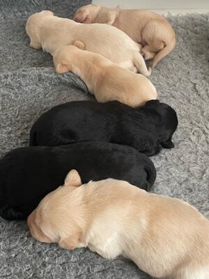 Pups at 10 days