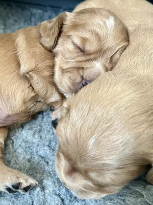 2 week old pups
