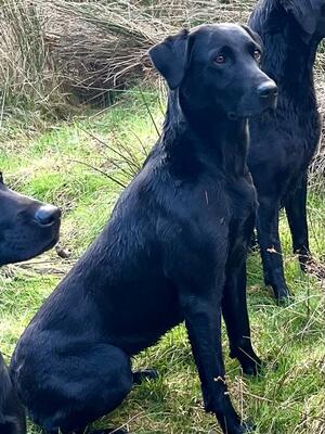 Minstead Ellacott- Bella