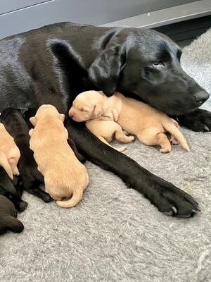 Bella with her 4 day old pups