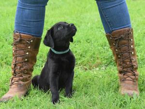 Green Collar Boy 7 weeks