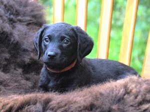 Orange Collar Girl 7 Weeks