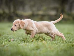 N Litter Pup 7 week's