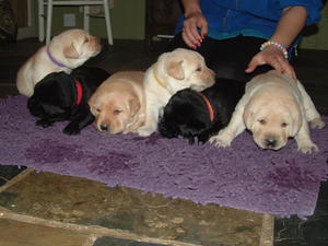 19 Days Old