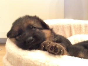 2014 Pup