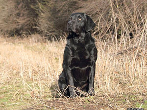 SIRE - OZZIE