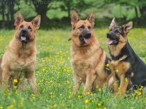 Mabel and Daughters 2018