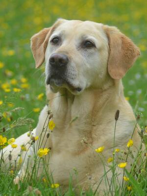 Hettie - May 2018