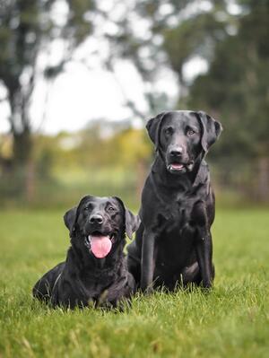 Bert & Ada - July 2020