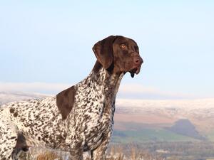 One of my GSP at work on the grouse.