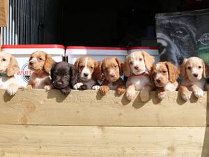 A sample of the quality cockers I breed.